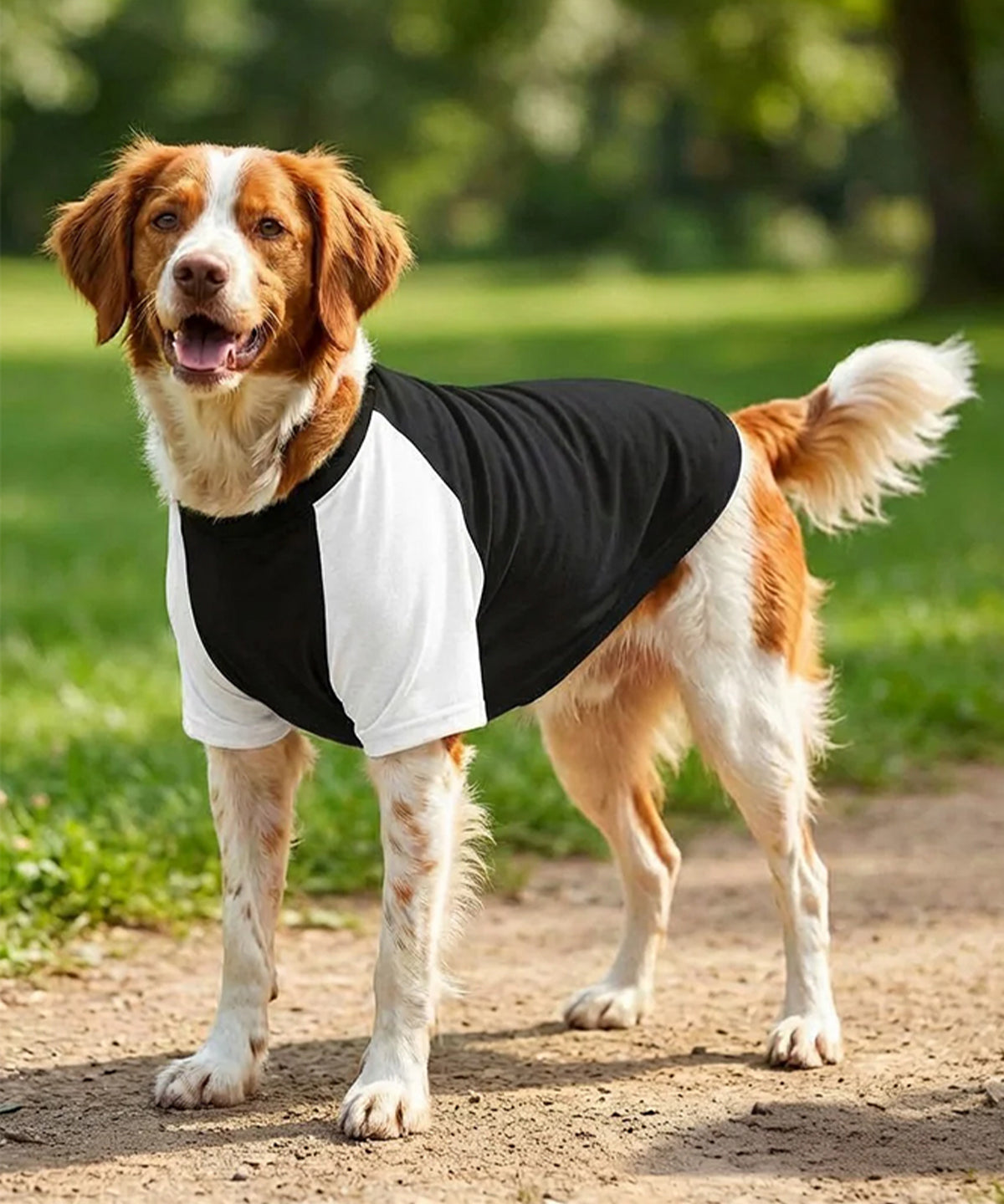 Dog’s raglan t-shirt